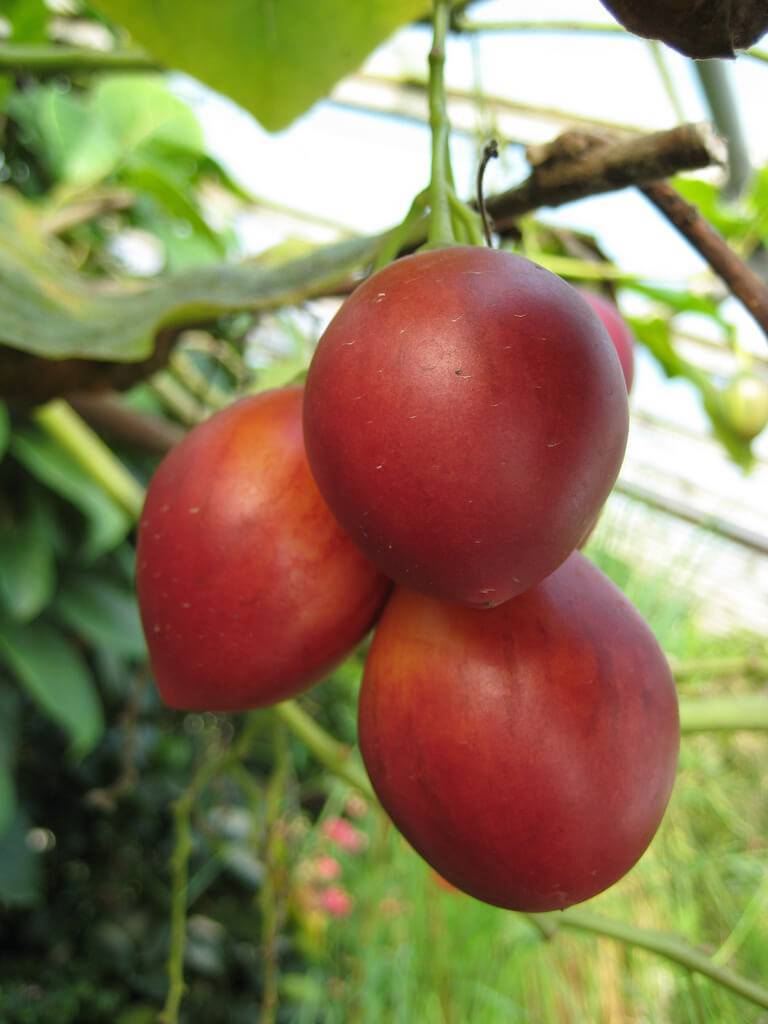 Тамарилло или томатное дерево: основная характеристика фрукта