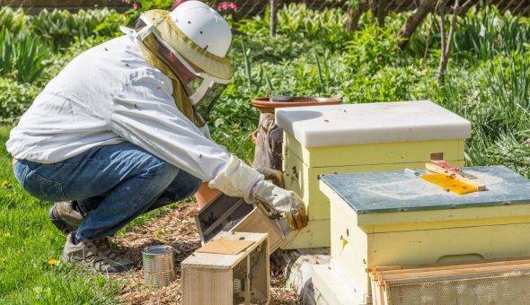 Формирование отводков пчел и их виды