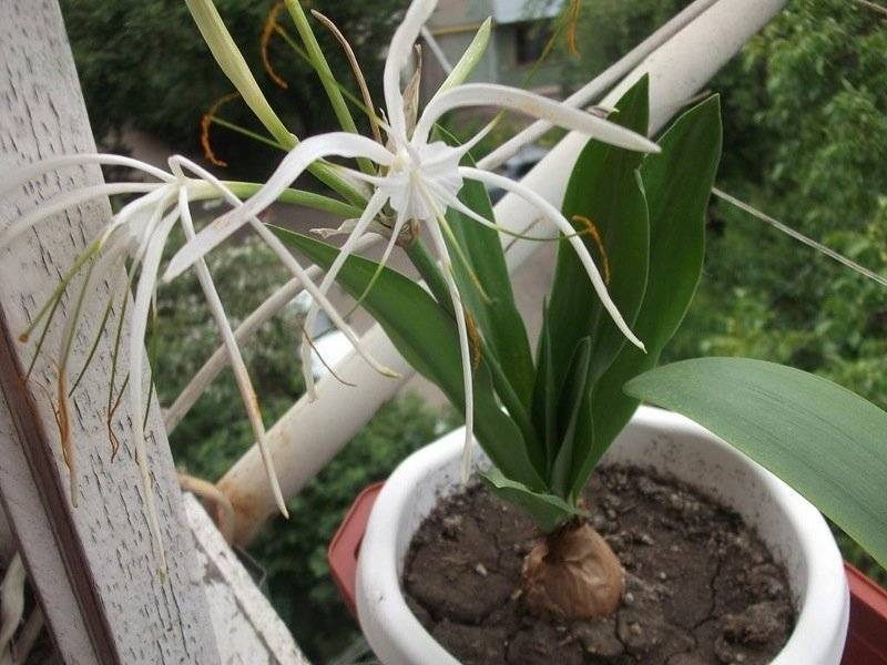 Выращивание необыкновенного цветка гименокаллиса