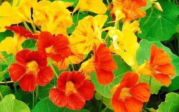 Украшение сада и источник витаминов - цветок настурция, видео
