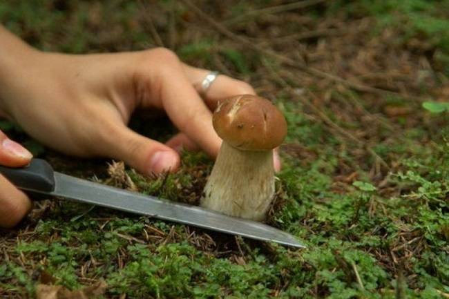 Полезная информация для начинающих грибников о правилах сбора грибов