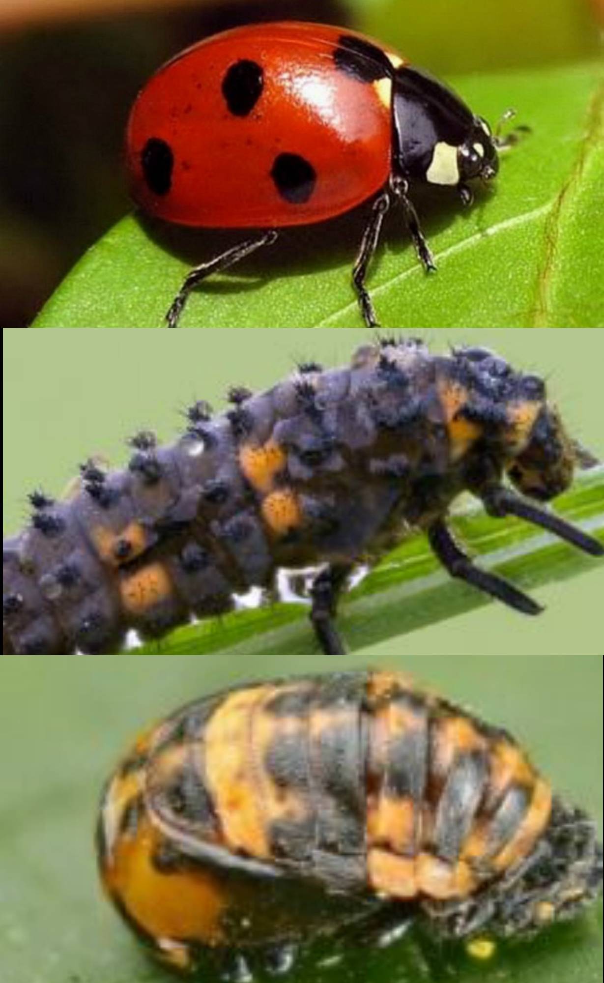 Полезные и вредные жуки в огороде – фото, описания и что с ними делать
