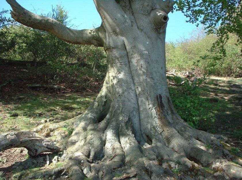 Бук дерево фото где растет. дерево бук: фото и описание
