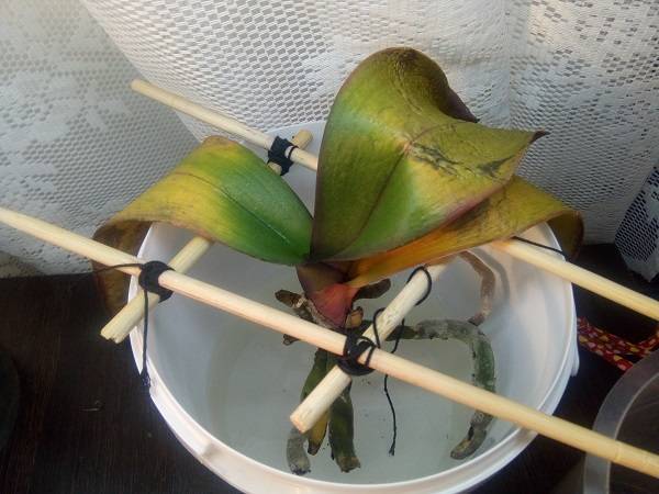 Применение янтарной кислоты для орхидей: инструкция