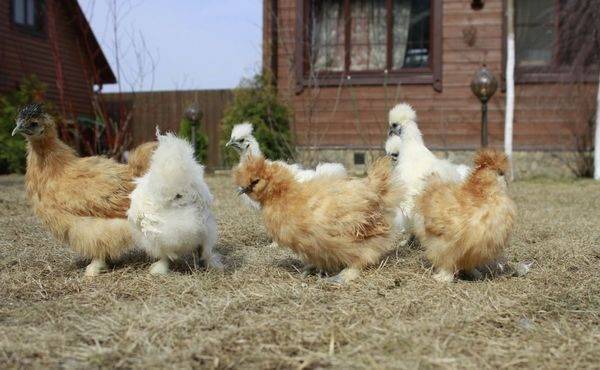 Тонкости содержания китайской шелковой курицы на домашнем подворье