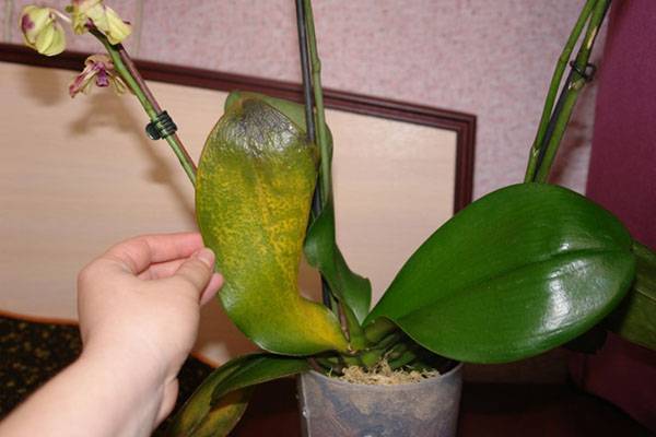 Почему не цветет орхидея: основные причины и методы борьбы с ними