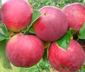 Характеристика сорта яблони орлинка: особенности посадки и уход
