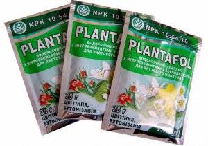 Особенности применения и способы внесения удобрения «плантафол»