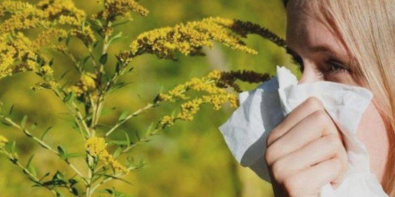 Лечение аллергии от амброзии