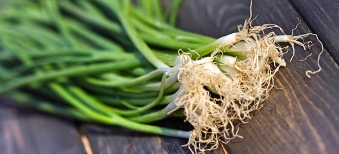 Зеленый лук и его свойства: все секреты полезного продукта