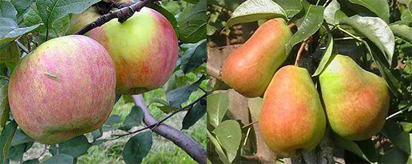 Прививка груши на яблоню — когда и как сделать
