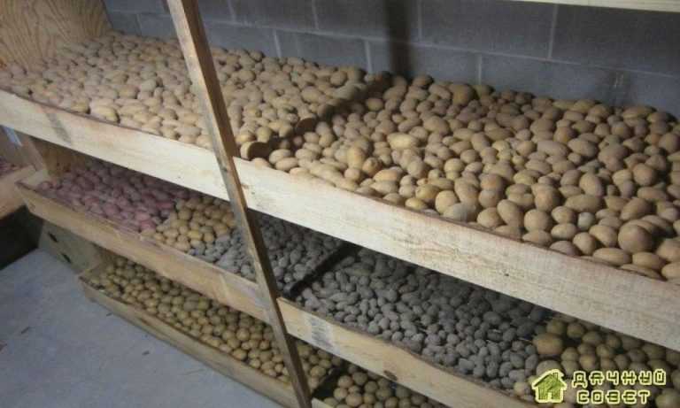 Как сохранить урожай картофеля до весны без потерь