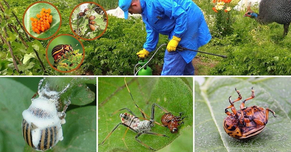 Народные средства от колорадского жука – обрабатываем огород без "химии"