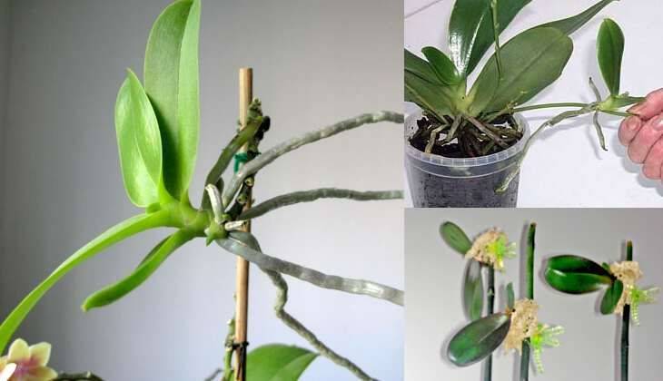 Как размножить орхидею в домашних условиях: 3 действенных способа
