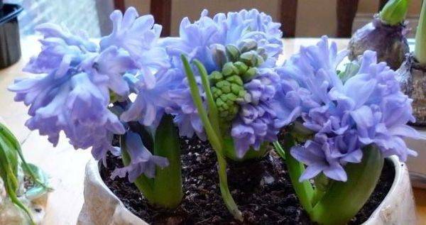 «цветок дождя» гиацинт в горшке: уход в домашних условиях, советы по подготовке луковиц и выращиванию растения с восхитительным ароматом