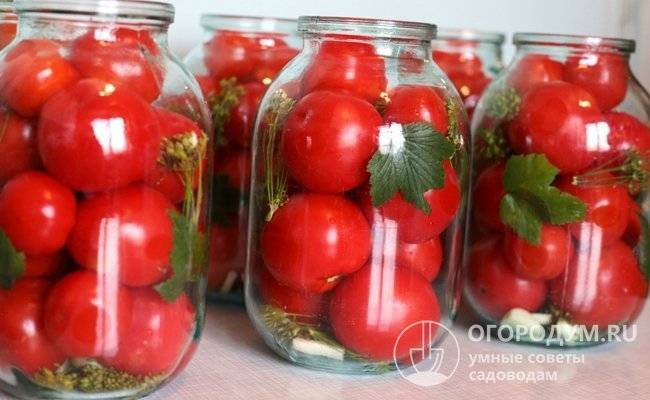 Вредители томатов в открытом грунте и теплице: фото, описание, действенные меры борьбы
