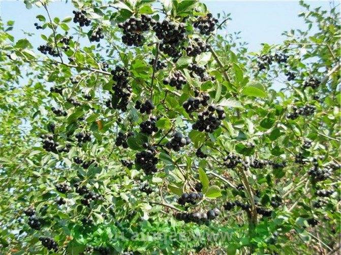 Советы по выращиванию черноплодной рябины