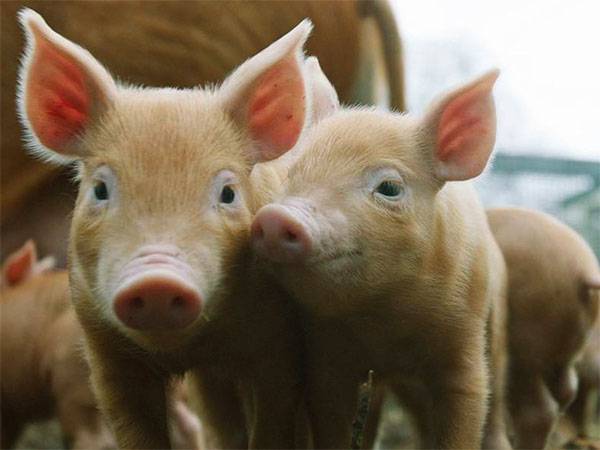 Комбикорм для свиней: выбираем и делаем правильный комбикорм своими руками