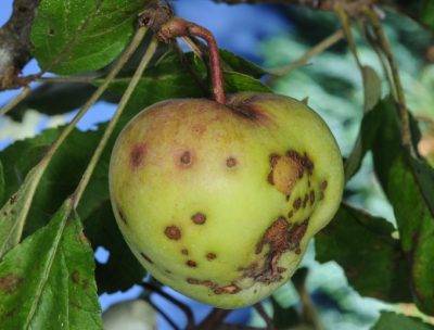 Болезни вишни и борьба с ними: фото и описание