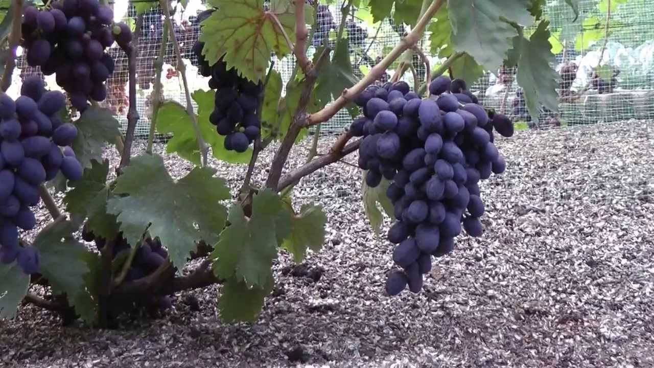 Виноград: краткий обзор лучших сортов для разных регионов