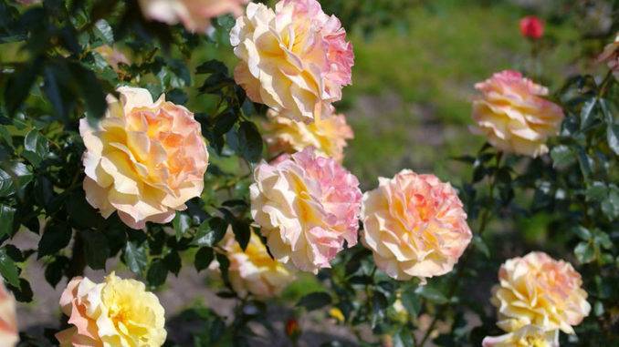 Как вырастить розу из черенка дома — проращивание и посадка