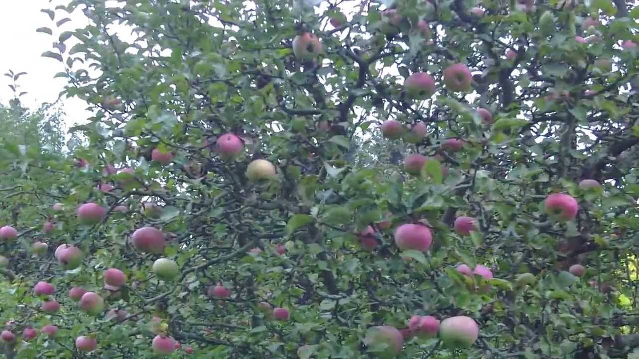 Саженцы яблонь не растут причины. что делать, если взрослая яблоня не цветет. ошибка в установке колышка около ствола
