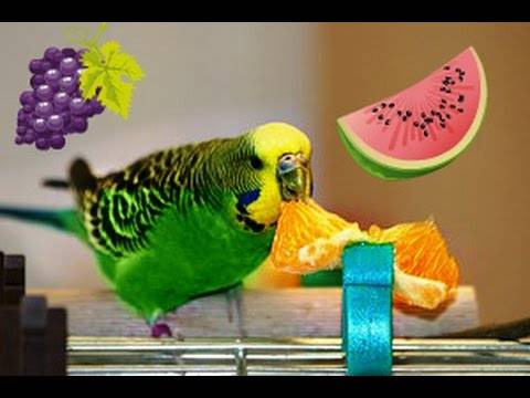Особенности кормления ожереловых попугаев в неволе