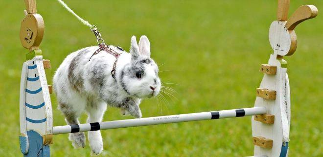 Приручение кролика, дрессировка и приучение к лотку