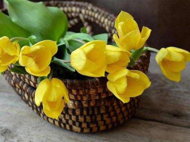 7 советов, как продлить жизнь букету тюльпанов