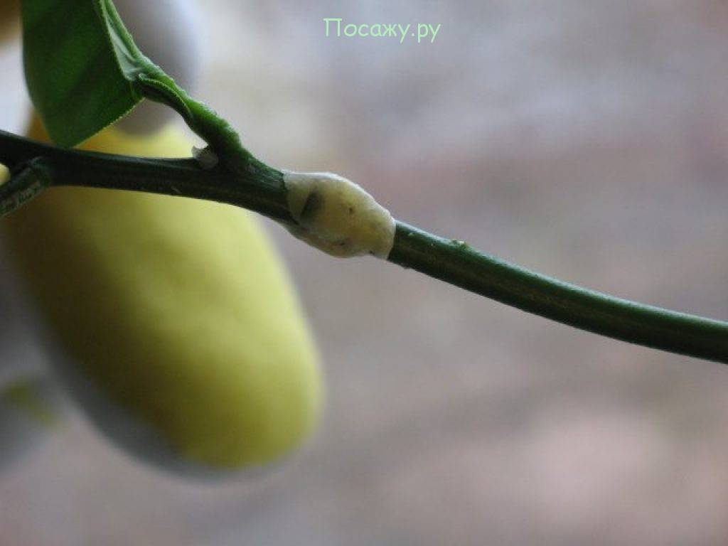 Выращивание лимона в домашних условиях: комнатные сорта, размножение и посадка