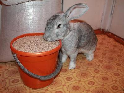 Как сделать комбикорм для кроликов
