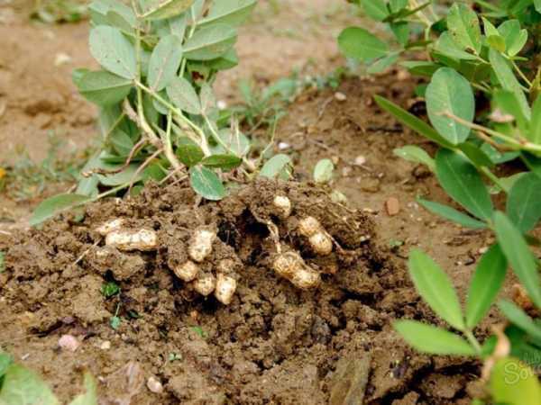 Как посадить арахис