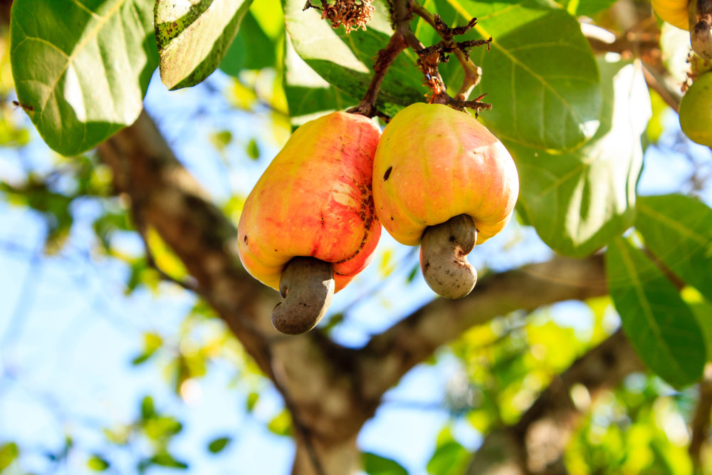 Можно ли вырастить орех макадамия в домашних условиях и как это сделать? пошаговая инструкция