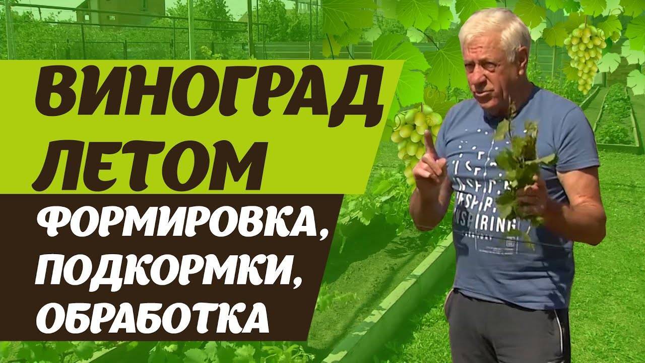 Как ухаживать за виноградом летом, чтобы он хорошо пережил зиму