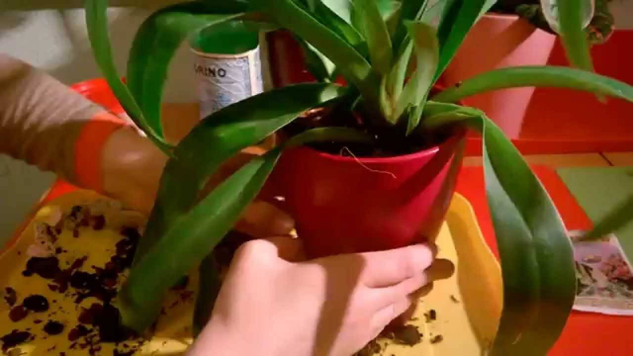 Как выращивать дома венерин башмачок пафиопедилум — изучаем особенности необычной орхидеи