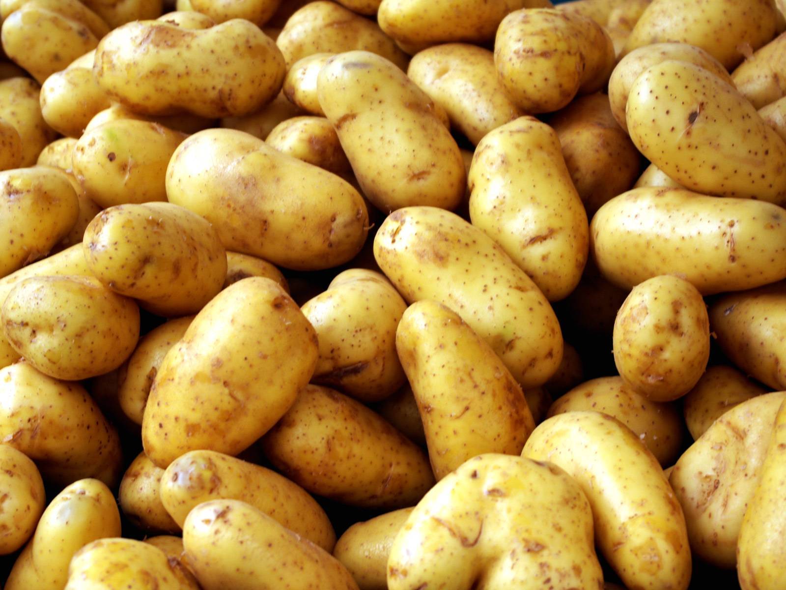 Урожайный и нетребовательный картофель вр 808:  описание сорта, его характеристика, фото