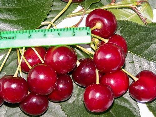 Подробное описание вишни сорта харитоновская: характеристики, фото, отзывы