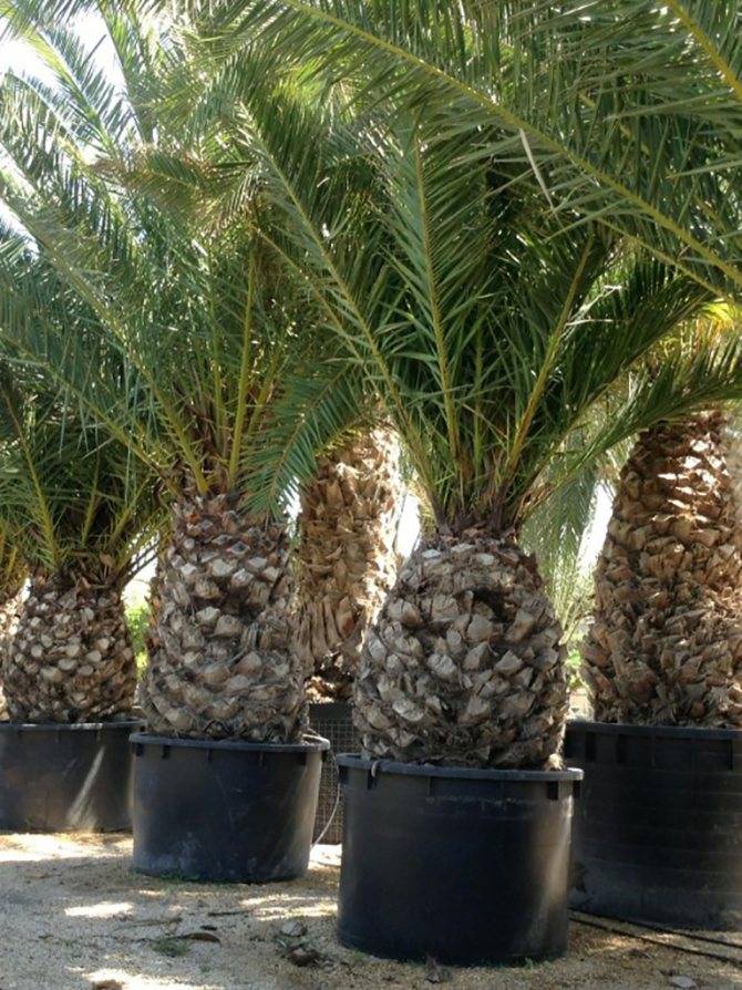 Финиковая пальма — как вырастить дома