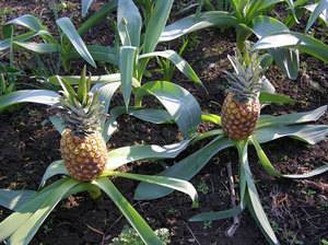 Как растут ананасы на плантациях, в теплицах и домашних условиях