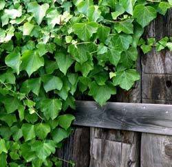 Плющ садовый вечнозеленый морозостойкий — как посадить в саду