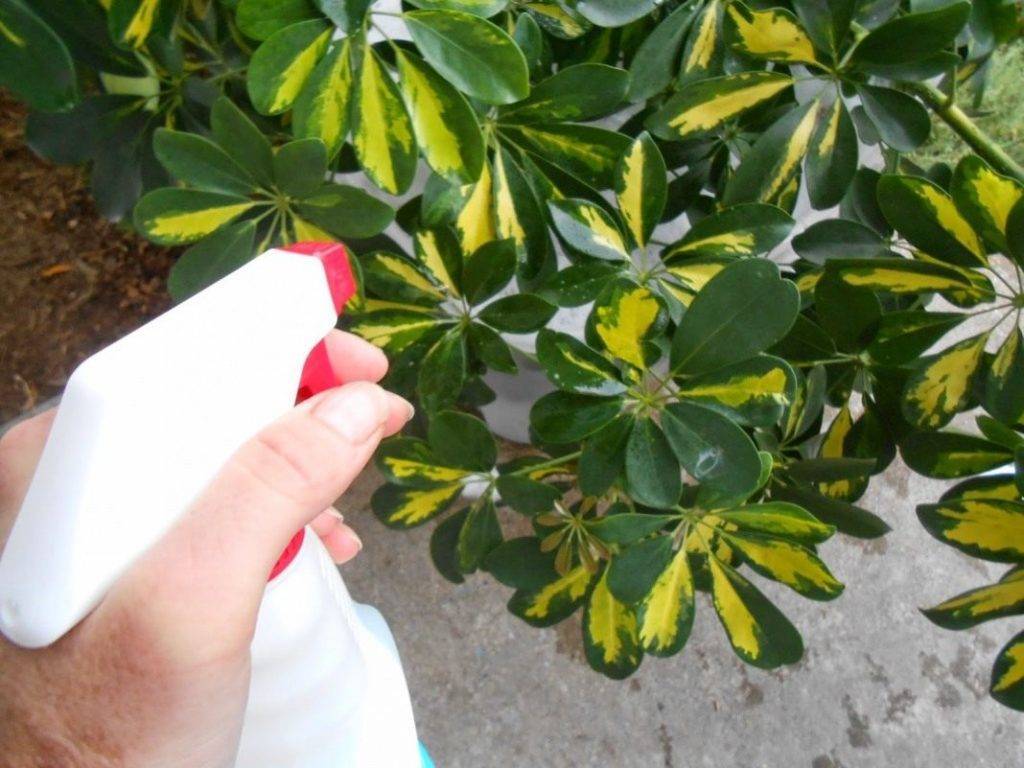 Фитоверм — для защиты растений от вредителей
