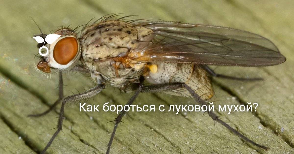 Луковая муха: как с ней бороться на огороде