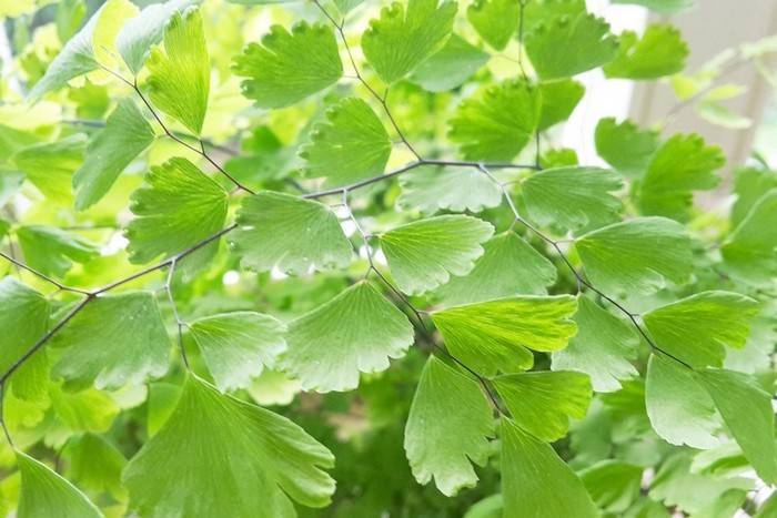 Какими бывают болезни листьев антуриума и как их лечить?