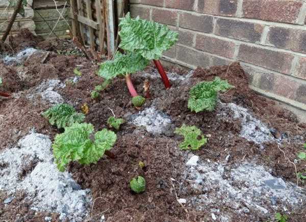 Как использовать компост как удобрение весной и осенью. преимущества органики для почвы
