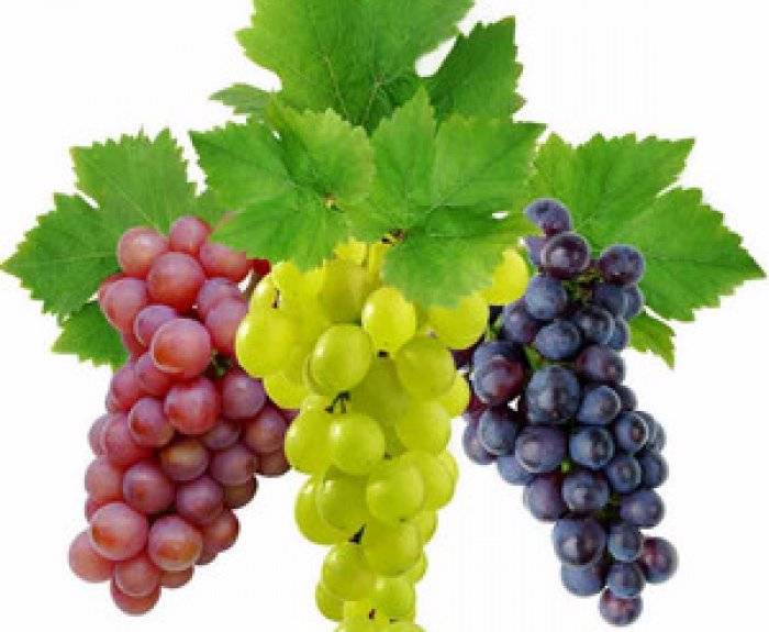 Почему виноград болеет антракнозом и как его лечить?