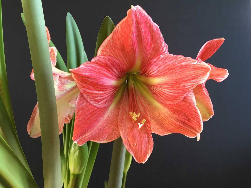 Цветок амариллис уход в домашних условиях во время и после цветения размножение
