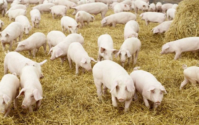 Разведение свиней как бизнес — организация фермы в домашних условиях, как начать и преуспеть