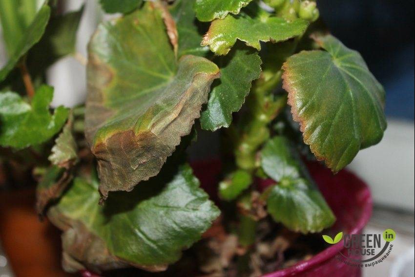 Почему сохнут кончики листьев у комнатных растений?