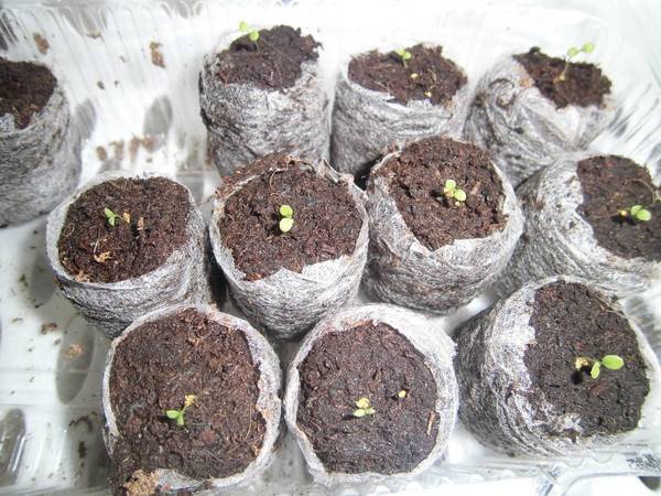 Как выращивать рассаду в торфяных таблетках, посев семян