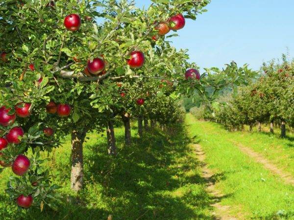 Карликовая яблоня для сибири и урала сорта чудное, как ее посадить